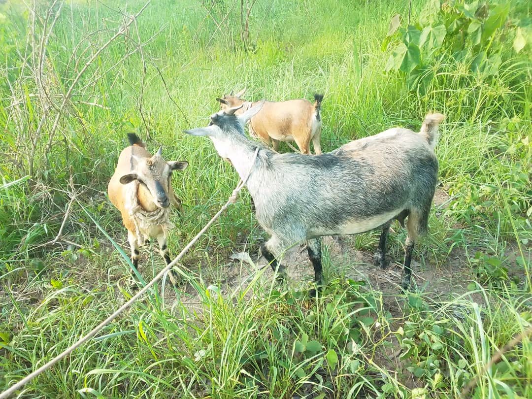 Goat rearing — Naabaya Foundation