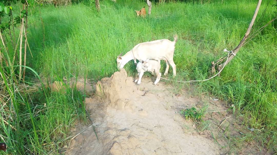 Goat rearing Naabaya Foundation