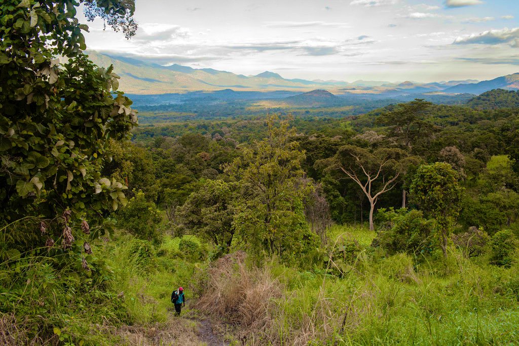 Social Forestry and Agroforestry South Sudan