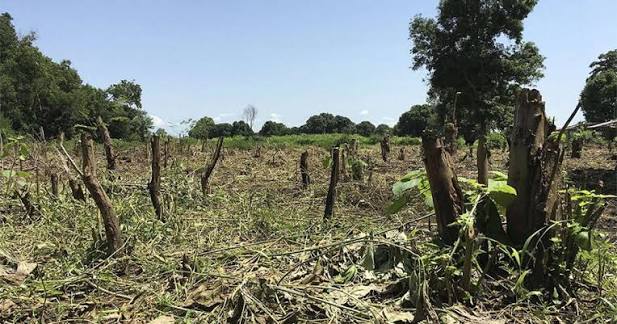 Social forestry project